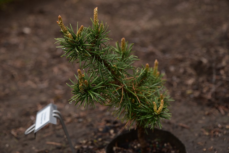 Jack pine cultivar 'Ray's Random Point'