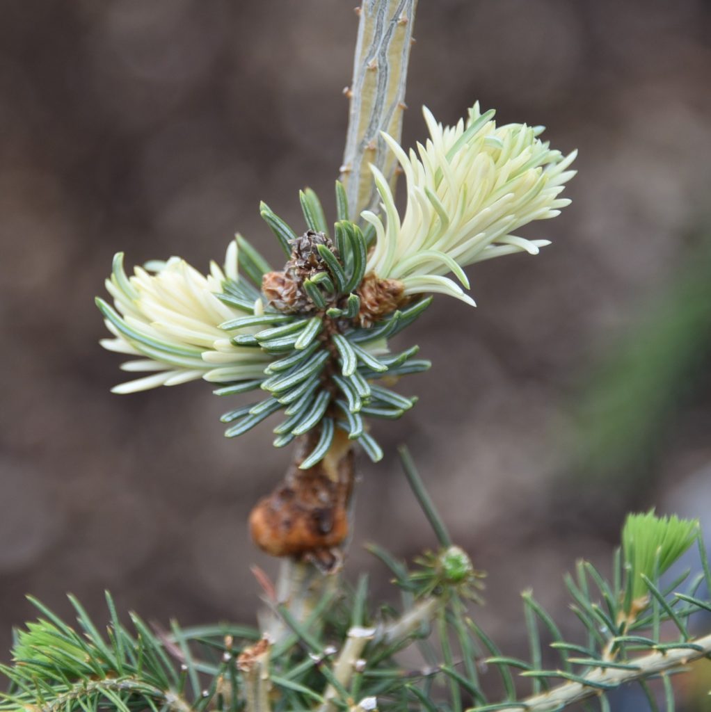 Engelman spruce "Whitewater'