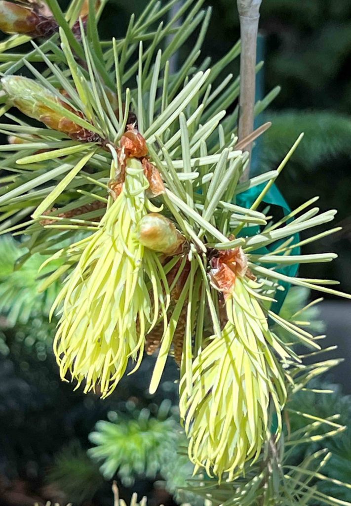 Golden Doug fir with golden cones