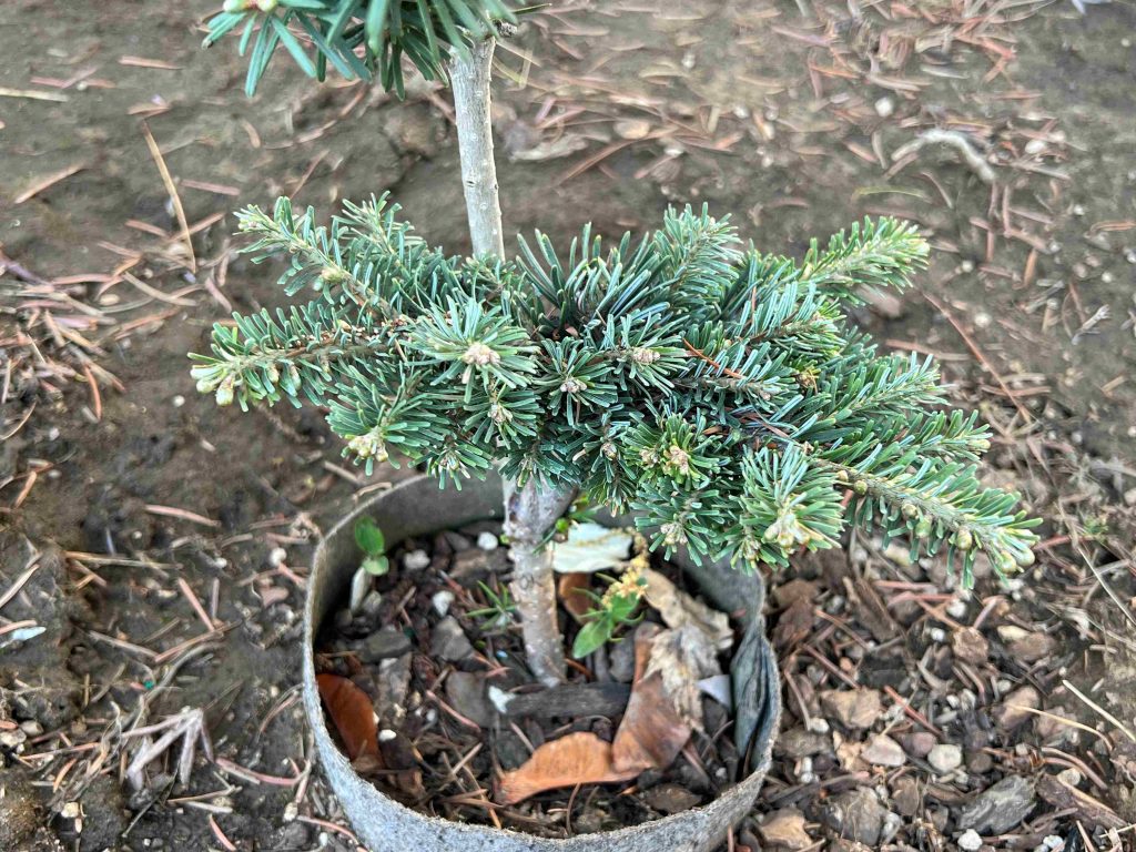 Pacific silver fir 'White Pass' cultivar with horizontal growth pattern.